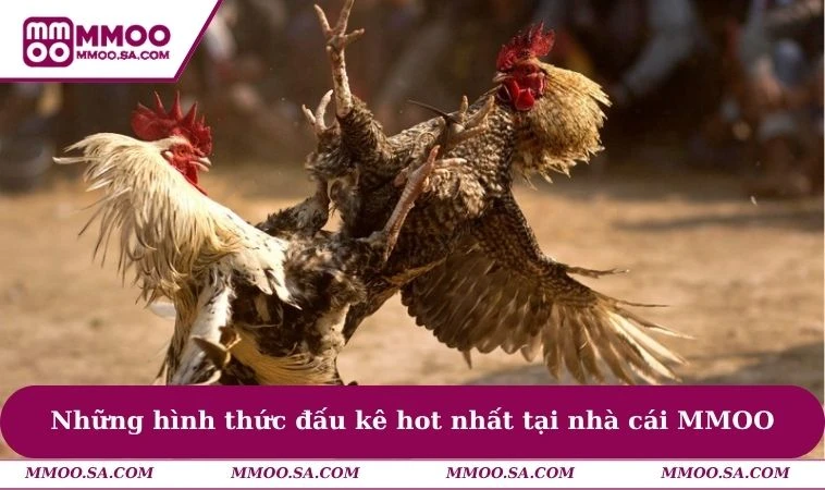 Những hình thức đấu kê hot nhất tại nhà cái MMOO