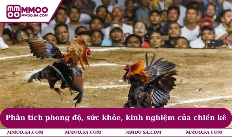 Phân tích phong độ, sức khỏe, kinh nghiệm của chiến kê